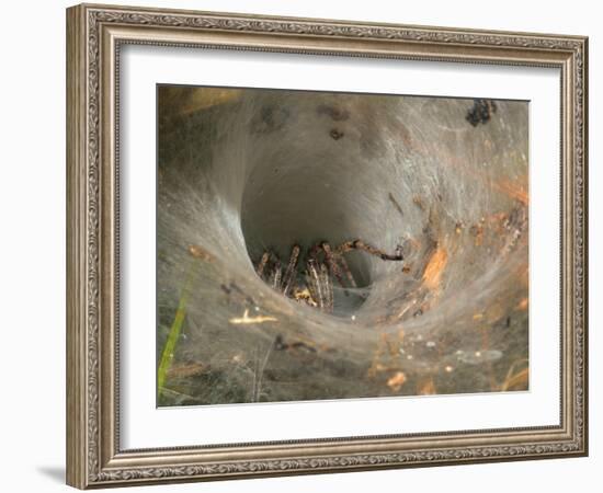 Agelena Labyrinthica, Funnel-Web Spider, Den, Spiderweb-Harald Kroiss-Framed Photographic Print