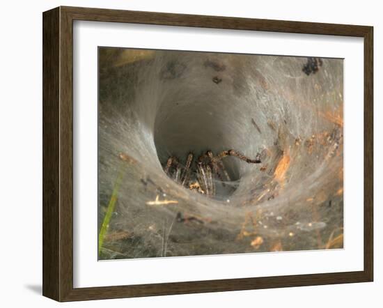 Agelena Labyrinthica, Funnel-Web Spider, Den, Spiderweb-Harald Kroiss-Framed Photographic Print