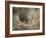 Agelena Labyrinthica, Funnel-Web Spider, Den, Spiderweb-Harald Kroiss-Framed Photographic Print