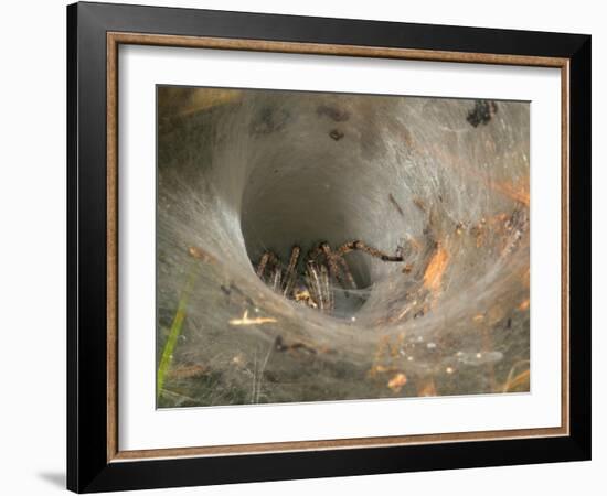Agelena Labyrinthica, Funnel-Web Spider, Den, Spiderweb-Harald Kroiss-Framed Photographic Print