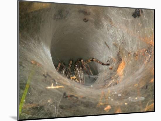 Agelena Labyrinthica, Funnel-Web Spider, Den, Spiderweb-Harald Kroiss-Mounted Photographic Print