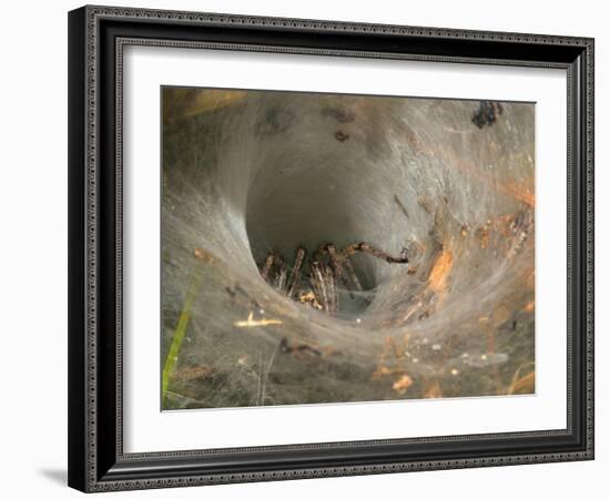 Agelena Labyrinthica, Funnel-Web Spider, Den, Spiderweb-Harald Kroiss-Framed Photographic Print