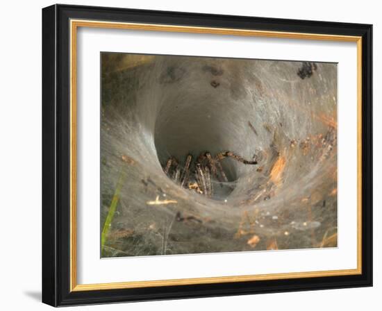 Agelena Labyrinthica, Funnel-Web Spider, Den, Spiderweb-Harald Kroiss-Framed Photographic Print