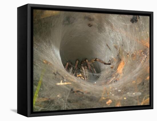 Agelena Labyrinthica, Funnel-Web Spider, Den, Spiderweb-Harald Kroiss-Framed Premier Image Canvas