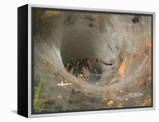 Agelena Labyrinthica, Funnel-Web Spider, Den, Spiderweb-Harald Kroiss-Framed Premier Image Canvas