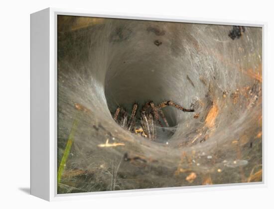 Agelena Labyrinthica, Funnel-Web Spider, Den, Spiderweb-Harald Kroiss-Framed Premier Image Canvas