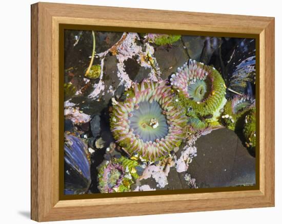 Aggregating Anemone, in Tidepool at Low Tide, Olympic National Park, Washington, USA-Georgette Douwma-Framed Premier Image Canvas