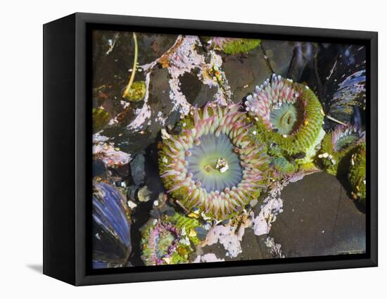 Aggregating Anemone, in Tidepool at Low Tide, Olympic National Park, Washington, USA-Georgette Douwma-Framed Premier Image Canvas