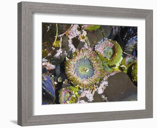 Aggregating Anemone, in Tidepool at Low Tide, Olympic National Park, Washington, USA-Georgette Douwma-Framed Photographic Print