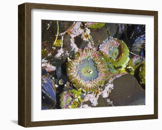 Aggregating Anemone, in Tidepool at Low Tide, Olympic National Park, Washington, USA-Georgette Douwma-Framed Photographic Print