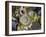 Aggregating Anemone, in Tidepool at Low Tide, Olympic National Park, Washington, USA-Georgette Douwma-Framed Photographic Print