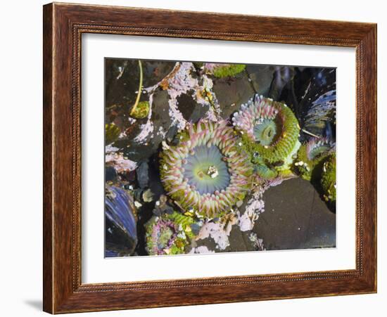 Aggregating Anemone, in Tidepool at Low Tide, Olympic National Park, Washington, USA-Georgette Douwma-Framed Photographic Print