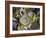 Aggregating Anemone, in Tidepool at Low Tide, Olympic National Park, Washington, USA-Georgette Douwma-Framed Photographic Print