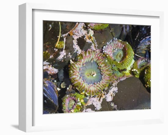 Aggregating Anemone, in Tidepool at Low Tide, Olympic National Park, Washington, USA-Georgette Douwma-Framed Photographic Print