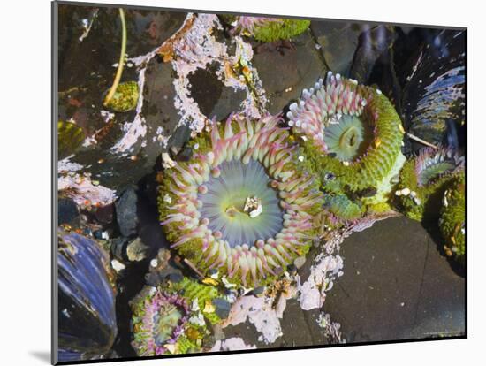 Aggregating Anemone, in Tidepool at Low Tide, Olympic National Park, Washington, USA-Georgette Douwma-Mounted Photographic Print