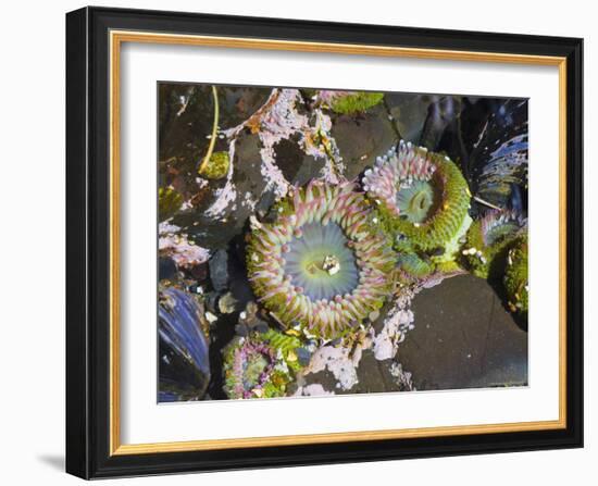 Aggregating Anemone, in Tidepool at Low Tide, Olympic National Park, Washington, USA-Georgette Douwma-Framed Photographic Print