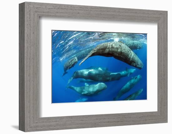 Aggregation of Sperm whales, Dominica, Caribbean Sea-Franco Banfi-Framed Photographic Print