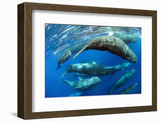 Aggregation of Sperm whales, Dominica, Caribbean Sea-Franco Banfi-Framed Photographic Print