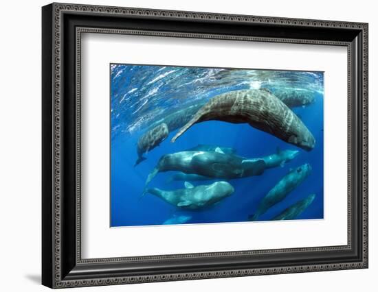 Aggregation of Sperm whales, Dominica, Caribbean Sea-Franco Banfi-Framed Photographic Print