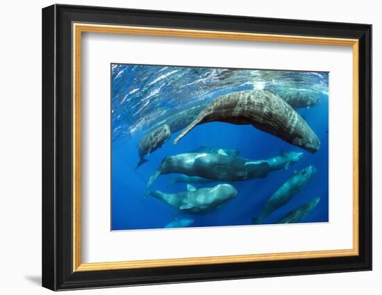 Aggregation of Sperm whales, Dominica, Caribbean Sea-Franco Banfi-Framed Photographic Print