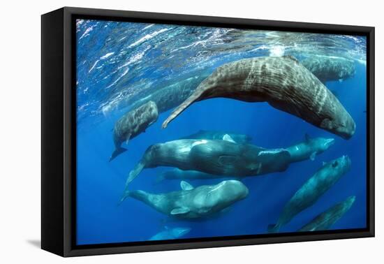 Aggregation of Sperm whales, Dominica, Caribbean Sea-Franco Banfi-Framed Premier Image Canvas