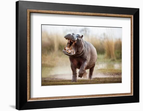Aggressive Hippo Male Attacking the Car. Huge Hippo Male Intimidating the Opponent. Wild Animal in-PhotocechCZ-Framed Photographic Print