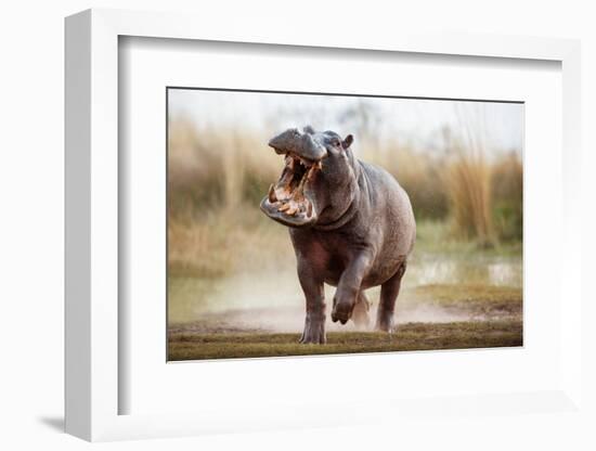 Aggressive Hippo Male Attacking the Car. Huge Hippo Male Intimidating the Opponent. Wild Animal in-PhotocechCZ-Framed Photographic Print
