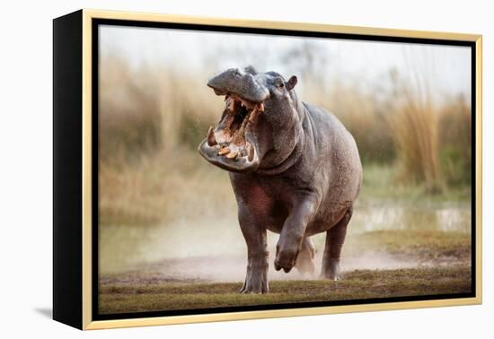 Aggressive Hippo Male Attacking the Car. Huge Hippo Male Intimidating the Opponent. Wild Animal in-PhotocechCZ-Framed Premier Image Canvas