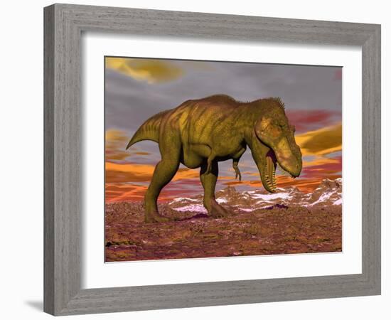 Aggressive Tyrannosaurus Rex Dinosaur Walking in the Desert-null-Framed Art Print