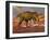 Aggressive Tyrannosaurus Rex Dinosaur Walking in the Desert-null-Framed Art Print