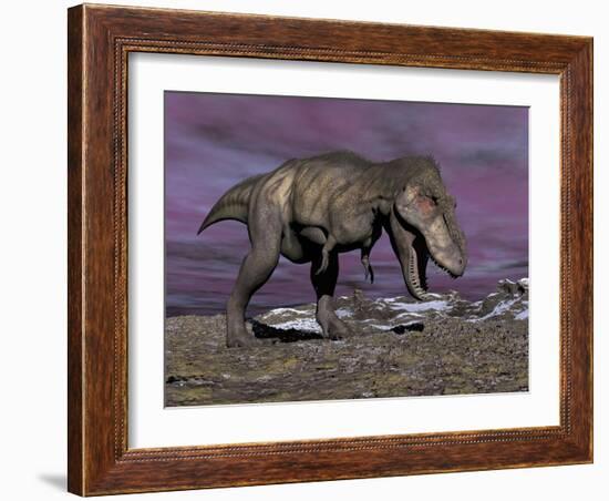 Aggressive Tyrannosaurus Rex Dinosaur Walking in the Desert-null-Framed Art Print