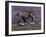 Aggressive Tyrannosaurus Rex Dinosaur Walking in the Desert-null-Framed Art Print