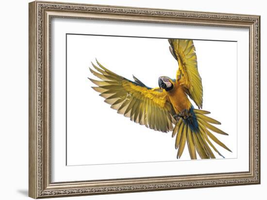 Agile Flight-Staffan Widstrand-Framed Giclee Print