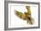 Agile Flight-Staffan Widstrand-Framed Giclee Print