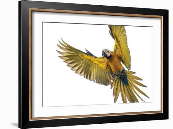 Agile Flight-Staffan Widstrand-Framed Giclee Print