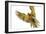 Agile Flight-Staffan Widstrand-Framed Giclee Print