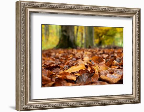 Agile frog sitting in autumn leaves on forest floor, Germany-Konrad Wothe-Framed Photographic Print