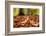 Agile frog sitting in autumn leaves on forest floor, Germany-Konrad Wothe-Framed Photographic Print