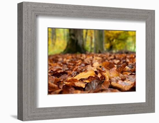 Agile frog sitting in autumn leaves on forest floor, Germany-Konrad Wothe-Framed Photographic Print