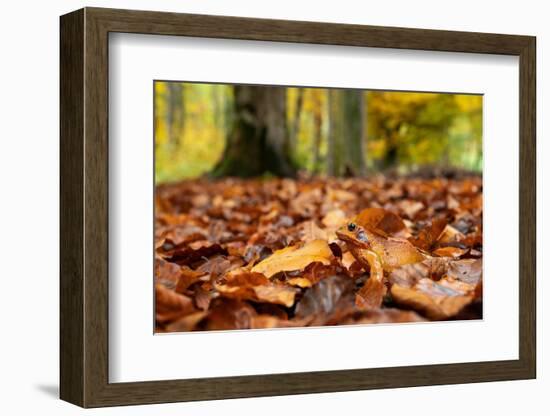 Agile frog sitting in autumn leaves on forest floor, Germany-Konrad Wothe-Framed Photographic Print