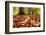 Agile frog sitting in autumn leaves on forest floor, Germany-Konrad Wothe-Framed Photographic Print