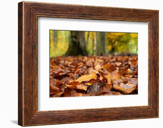 Agile frog sitting in autumn leaves on forest floor, Germany-Konrad Wothe-Framed Photographic Print