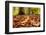 Agile frog sitting in autumn leaves on forest floor, Germany-Konrad Wothe-Framed Photographic Print