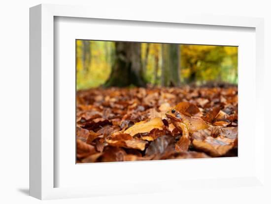 Agile frog sitting in autumn leaves on forest floor, Germany-Konrad Wothe-Framed Photographic Print