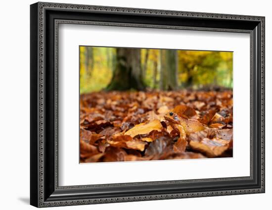 Agile frog sitting in autumn leaves on forest floor, Germany-Konrad Wothe-Framed Photographic Print