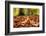 Agile frog sitting in autumn leaves on forest floor, Germany-Konrad Wothe-Framed Photographic Print