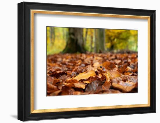 Agile frog sitting in autumn leaves on forest floor, Germany-Konrad Wothe-Framed Photographic Print