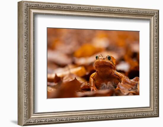 Agile frog sitting in autumn leaves, Upper Bavaria, Germany-Konrad Wothe-Framed Photographic Print