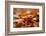 Agile frog sitting in autumn leaves, Upper Bavaria, Germany-Konrad Wothe-Framed Photographic Print