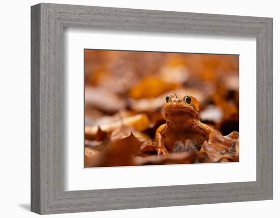 Agile frog sitting in autumn leaves, Upper Bavaria, Germany-Konrad Wothe-Framed Photographic Print